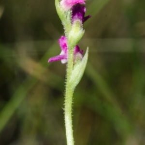 Spiranthes australis at Jervis Bay, JBT - suppressed