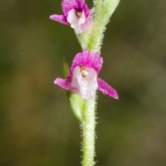 Spiranthes australis at Jervis Bay, JBT - suppressed