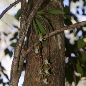 Sarcochilus australis at Cockwhy, NSW - suppressed