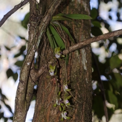 Sarcochilus australis (Butterfly Orchid) at Cockwhy, NSW - 28 Nov 2016 by AlanS