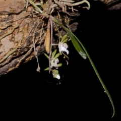 Sarcochilus australis (Butterfly Orchid) at Cockwhy, NSW - 19 Nov 2012 by AlanS