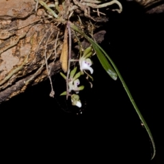 Sarcochilus australis (Butterfly Orchid) at South Brooman State Forest - 20 Nov 2012 by AlanS