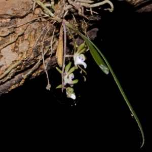 Sarcochilus australis at Cockwhy, NSW - suppressed