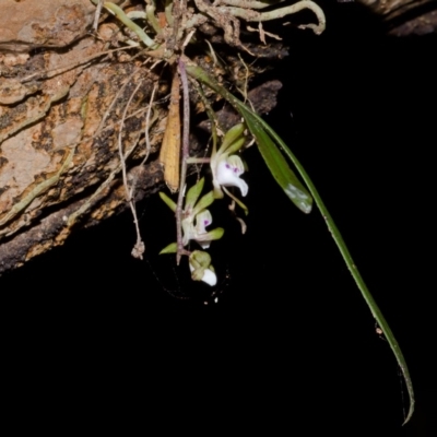 Sarcochilus australis (Butterfly Orchid) at South Brooman State Forest - 19 Nov 2012 by AlanS