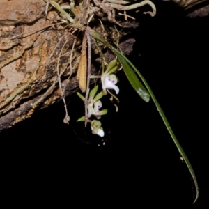 Sarcochilus australis at Cockwhy, NSW - 20 Nov 2012