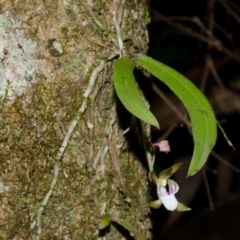 Sarcochilus australis at Cockwhy, NSW - suppressed