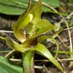 Chiloglottis chlorantha (Wollongong Bird orchid) at Morton National Park - 18 Sep 2005 by AlanS