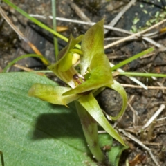 Chiloglottis chlorantha at Sassafras, NSW - suppressed