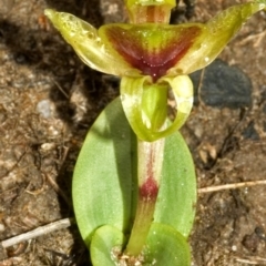 Chiloglottis chlorantha at Sassafras, NSW - 19 Sep 2005