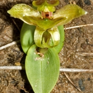 Chiloglottis chlorantha at Sassafras, NSW - 19 Sep 2005