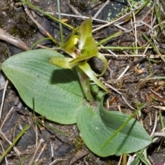 Chiloglottis chlorantha at Sassafras, NSW - 19 Sep 2005