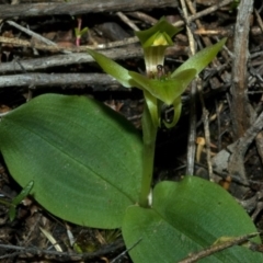 Chiloglottis chlorantha (Wollongong Bird Orchid) at Sassafras, NSW - 4 Oct 2011 by AlanS