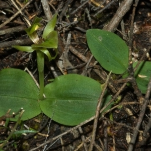 Chiloglottis chlorantha at Sassafras, NSW - 5 Oct 2011