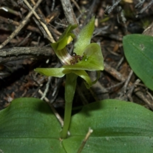 Chiloglottis chlorantha at Sassafras, NSW - 5 Oct 2011