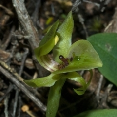 Chiloglottis chlorantha at Sassafras, NSW - 5 Oct 2011