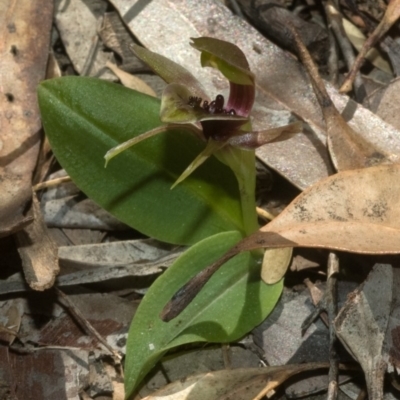 Chiloglottis chlorantha (Wollongong Bird Orchid) at Cambewarra Range Nature Reserve - 22 Sep 2011 by AlanS