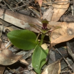 Chiloglottis chlorantha at Browns Mountain, NSW - 23 Sep 2011