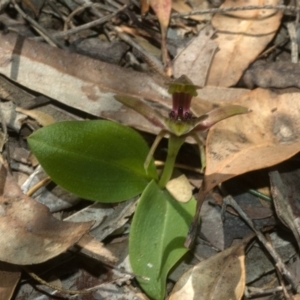 Chiloglottis chlorantha at Browns Mountain, NSW - 23 Sep 2011