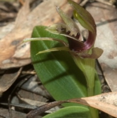 Chiloglottis chlorantha at Browns Mountain, NSW - 23 Sep 2011