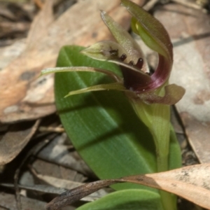 Chiloglottis chlorantha at Browns Mountain, NSW - 23 Sep 2011