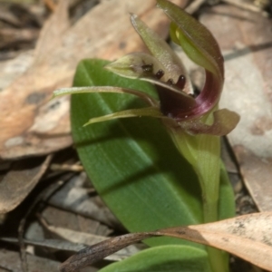 Chiloglottis chlorantha at Browns Mountain, NSW - suppressed