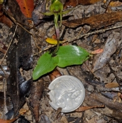 Chiloglottis chlorantha (Wollongong Bird Orchid) at Red Rocks, NSW - 2 Oct 2013 by AlanS