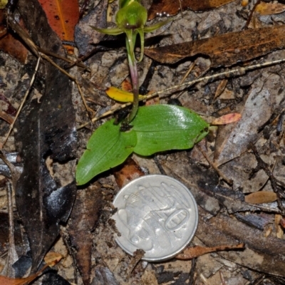 Chiloglottis chlorantha (Wollongong Bird Orchid) at Red Rocks, NSW - 2 Oct 2013 by AlanS