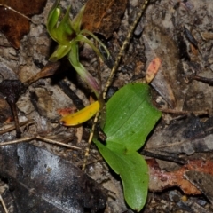 Chiloglottis chlorantha at Red Rocks, NSW - 3 Oct 2013