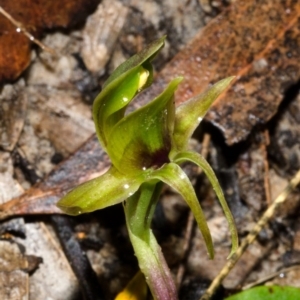 Chiloglottis chlorantha at Red Rocks, NSW - suppressed