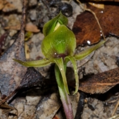 Chiloglottis chlorantha at Red Rocks, NSW - 3 Oct 2013