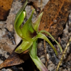 Chiloglottis chlorantha at Red Rocks, NSW - suppressed