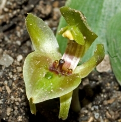 Chiloglottis chlorantha (Wollongong Bird Orchid) at Red Rocks, NSW - 19 Sep 2005 by AlanS