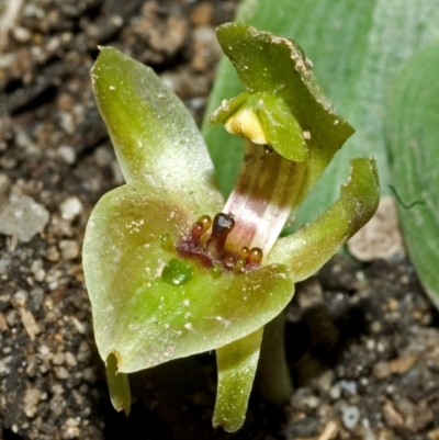 Chiloglottis chlorantha (Wollongong Bird Orchid) at Red Rocks, NSW - 19 Sep 2005 by AlanS