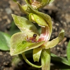 Chiloglottis chlorantha at Red Rocks, NSW - suppressed