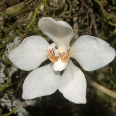 Sarcochilus falcatus (Orange Blossum Orchid) at Browns Mountain, NSW - 10 Sep 2011 by AlanS