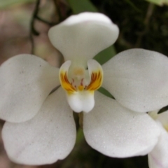 Sarcochilus falcatus (Orange Blossum Orchid) at Browns Mountain, NSW - 26 Sep 2004 by AlanS