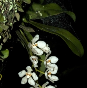 Sarcochilus falcatus at suppressed - suppressed