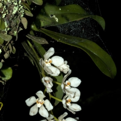 Sarcochilus falcatus (Orange Blossum Orchid) at Morton National Park - 28 Oct 2008 by AlanS