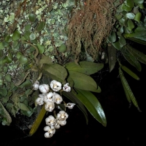 Sarcochilus falcatus at suppressed - 29 Oct 2008