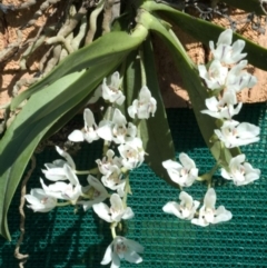 Sarcochilus falcatus (Orange Blossum Orchid) by AlanS