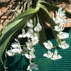 Sarcochilus falcatus (Orange Blossum Orchid) at Morton National Park - 6 Oct 2008 by AlanS