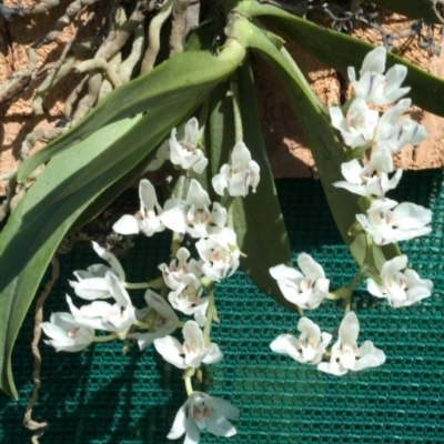 Sarcochilus falcatus (Orange Blossum Orchid) at Sassafras, NSW - 6 Oct 2008 by AlanS