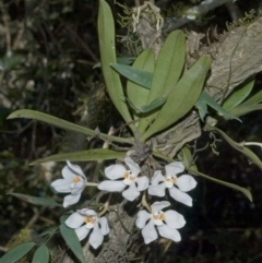 Sarcochilus falcatus (Orange Blossum Orchid) at Browns Mountain, NSW - 29 Sep 2005 by AlanS