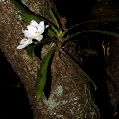 Sarcochilus falcatus (Orange Blossum Orchid) by AlanS