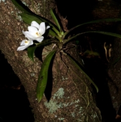 Sarcochilus falcatus (Orange Blossum Orchid) at Browns Mountain, NSW - 2 Oct 2015 by AlanS