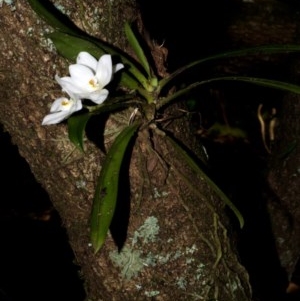 Sarcochilus falcatus at Browns Mountain, NSW - 3 Oct 2015