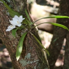 Sarcochilus falcatus at suppressed - 3 Oct 2015