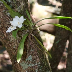 Sarcochilus falcatus at Browns Mountain, NSW - 3 Oct 2015