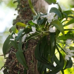 Sarcochilus falcatus at suppressed - 3 Oct 2015