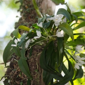 Sarcochilus falcatus at suppressed - 3 Oct 2015